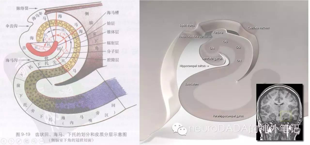 Hippocampus Core 海马体空间导航位置细胞功能示意图