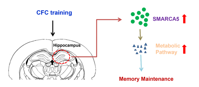 Hippocampus Core 海马体与短期记忆长期记忆转换过程配图