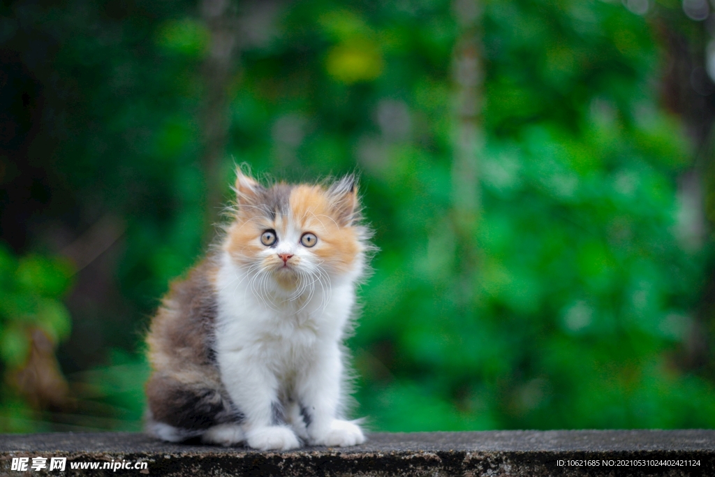 猫猫突围单机版(创游世界)游戏界面与角色选择全貌