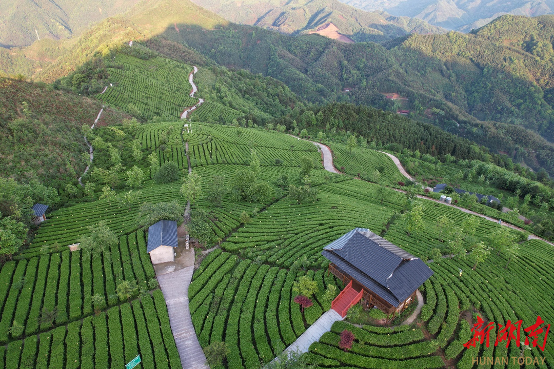 神韵安化 安化黑茶原产地茶园风光与制茶全过程概览