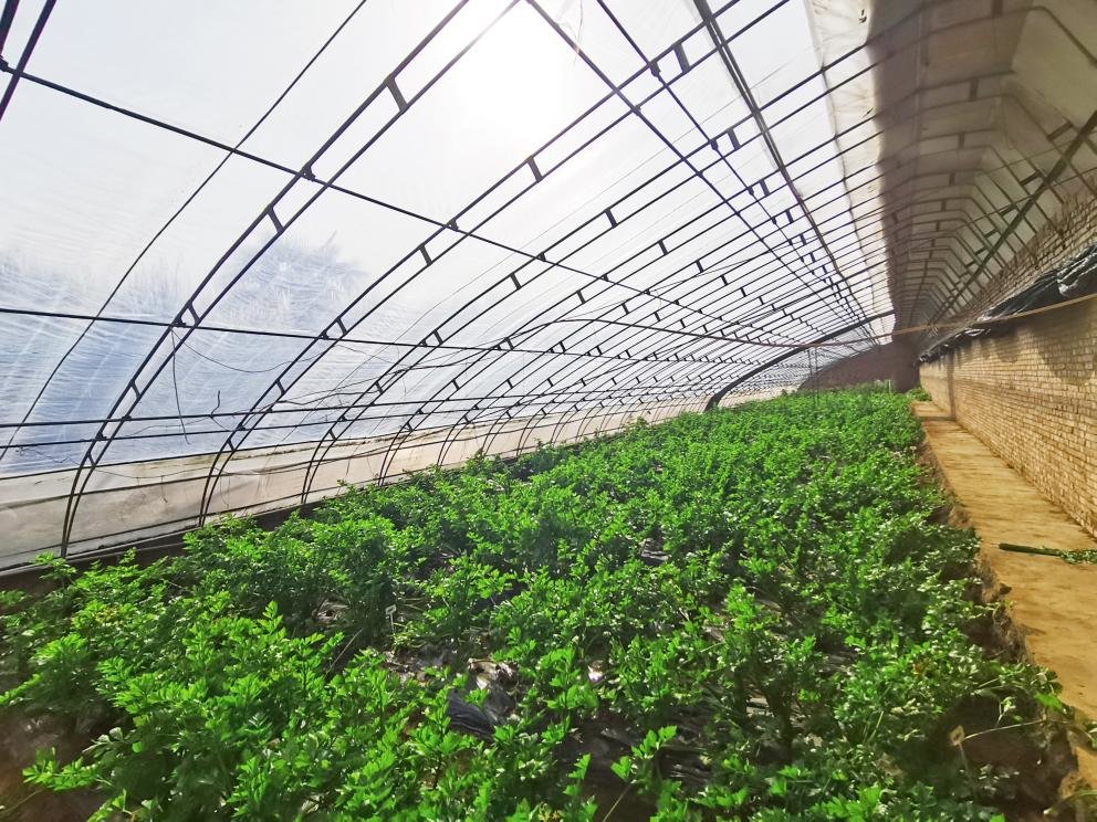 蔬芮农业 现代农业种植新技术 大棚种植 水肥一体化 无土栽培 实拍场景