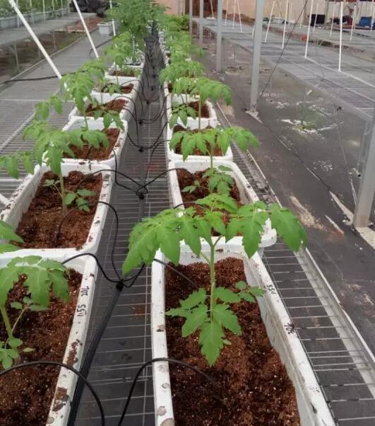 蔬芮农业 无土栽培 基质栽培 小番茄种植 营养液配比 大棚实拍