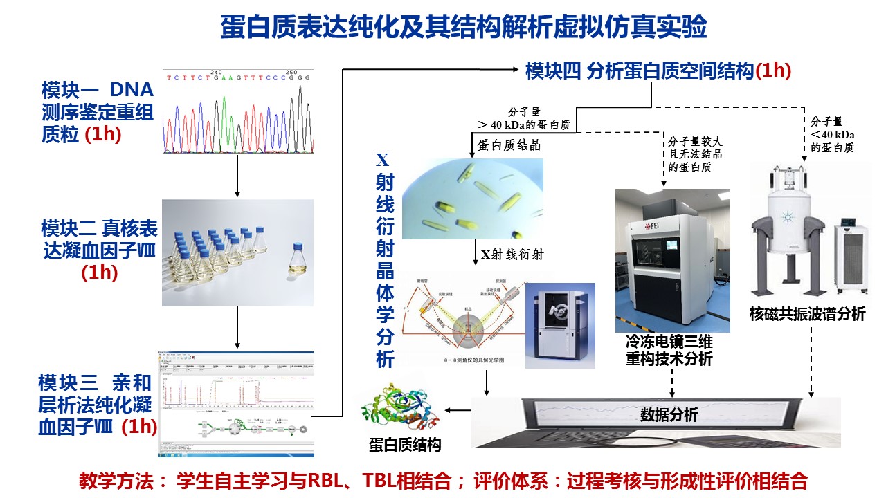 Quin蛋白表达影响因素 实验检测流程图