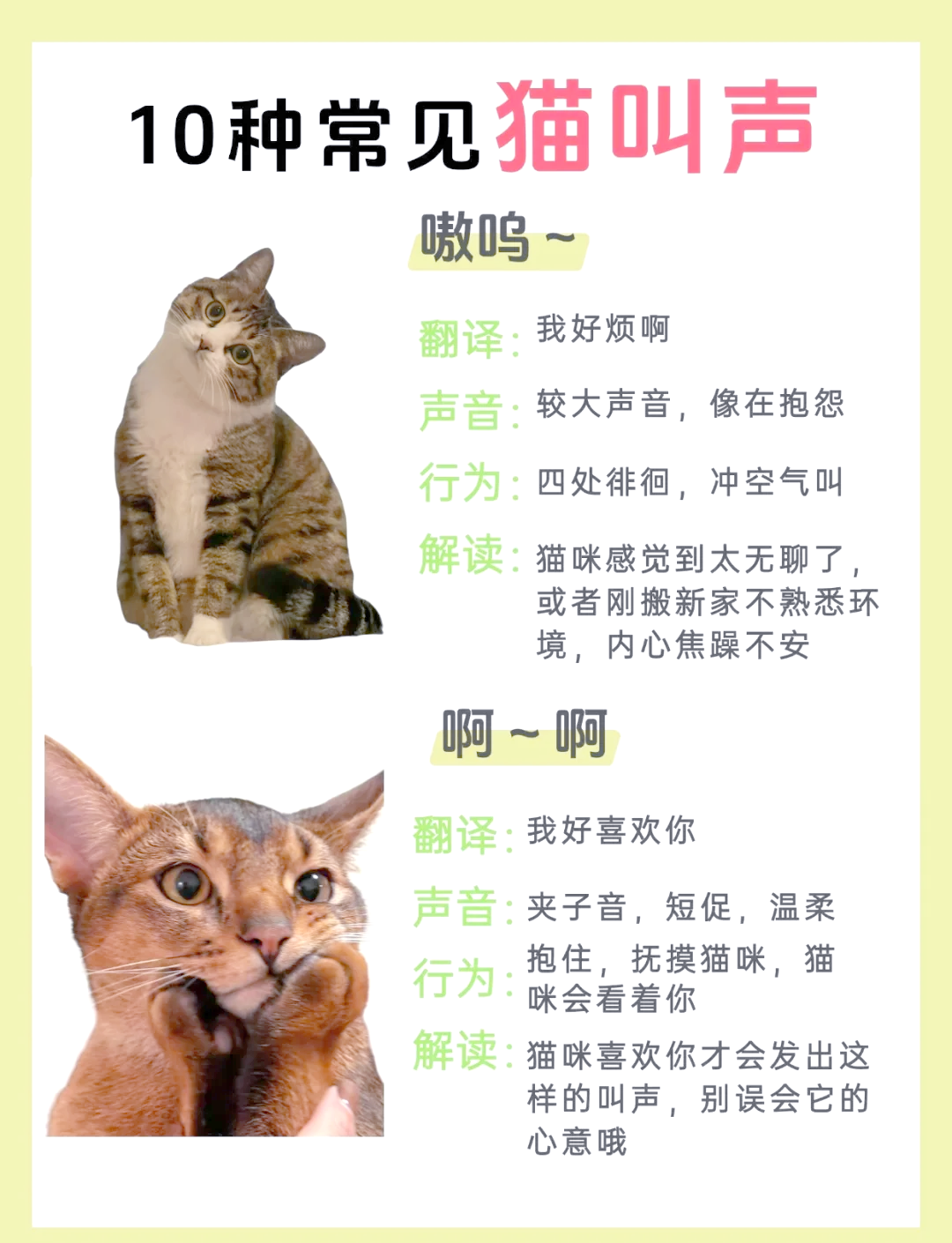 猫猫喵喵日常叫声含义与互动技巧全解析 猫咪叫声场景图