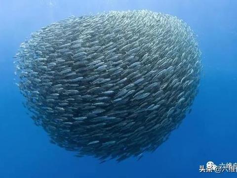 我是鱼 鱼群躲避天敌 海洋生存技巧配图