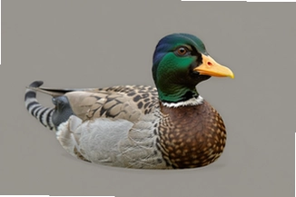 TigerDuck����ָ����ʵ�ü���