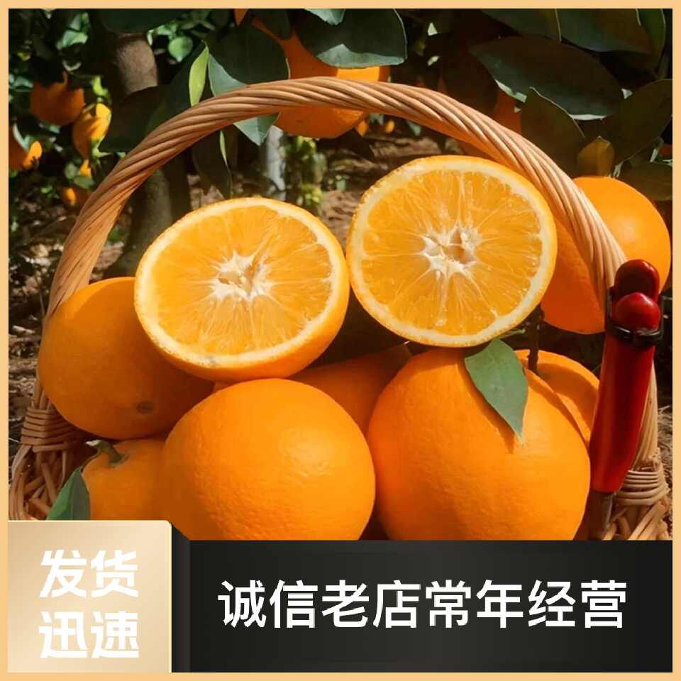 甜橘新鲜采摘现摘现发甜润多汁果园实拍