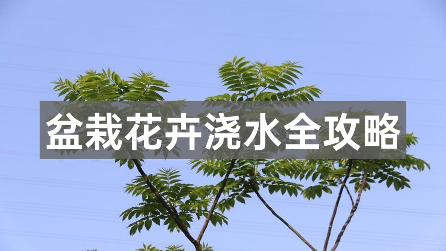 花卉收藏家(The Flower Collectors) 珍藏花卉配土与浇水实操图