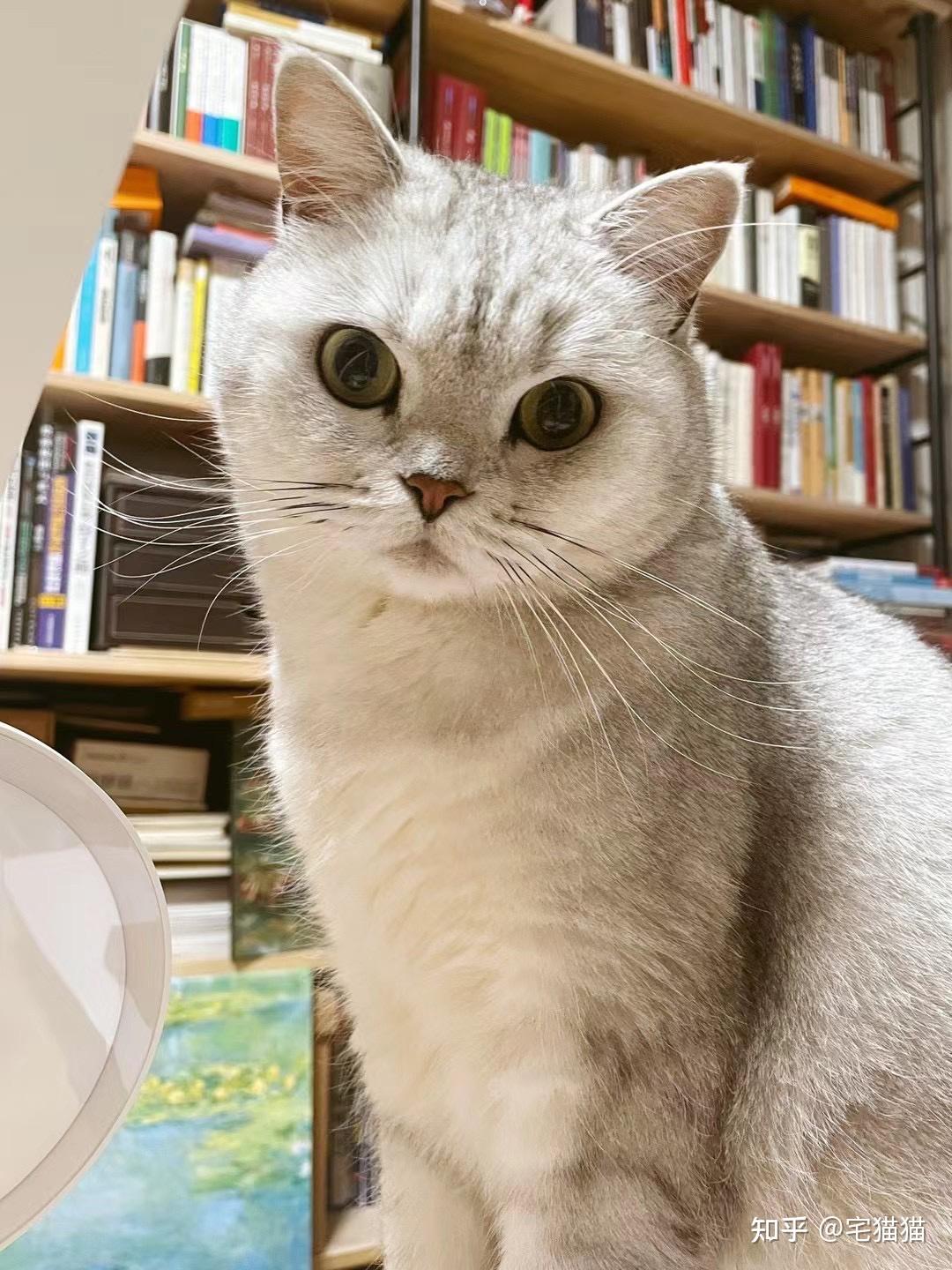 我的灵宠是只猫 养猫经验新手避坑日常陪伴建议