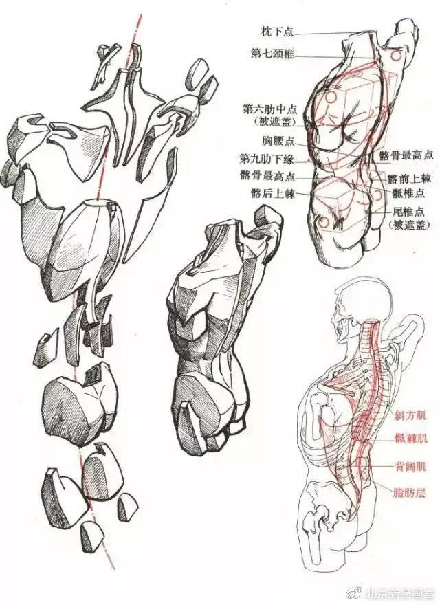 紫陌流萤 安卓版 人体结构速写教程