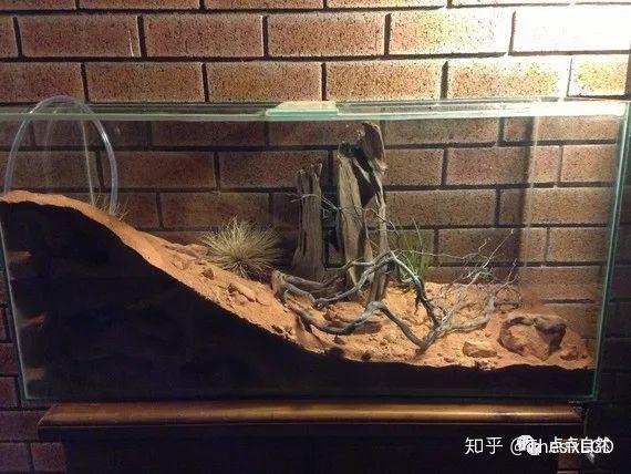 智蚁 蚁巢 饲养环境 配图