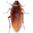 蟑螂桌面宠物cockroach on desktop2026最新版 桌面趣味宠物