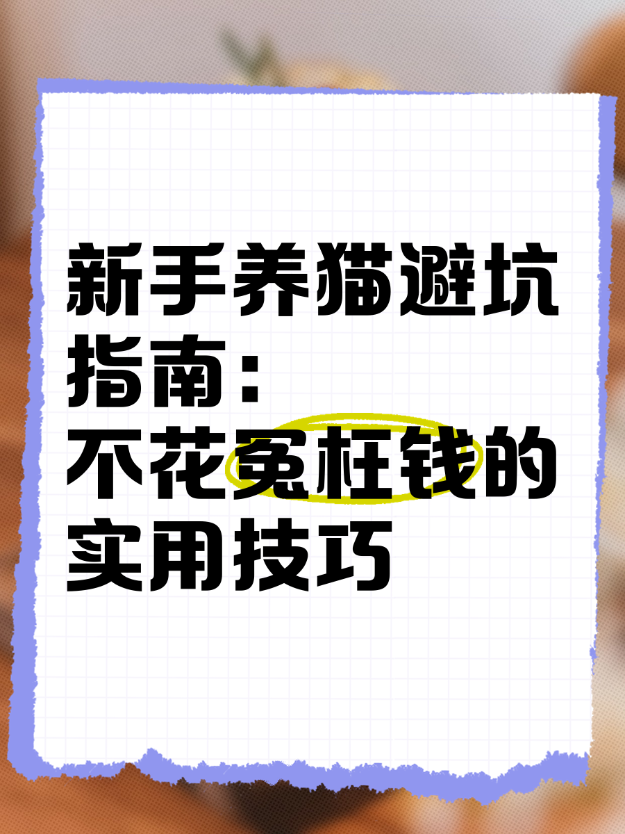闲猫星球 避坑指南 新手经验 金币使用技巧