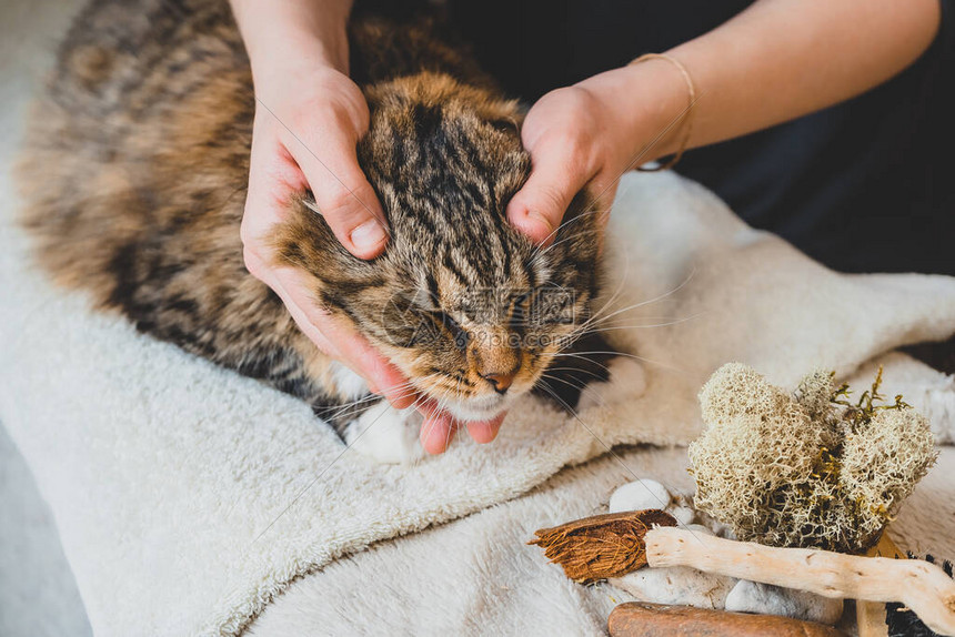 猫猫的按摩(CatSpa)头部脸部按摩手法 猫咪放松 配图