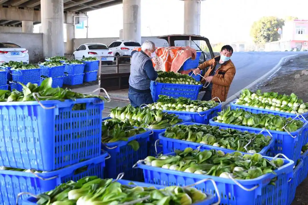 批菜集采 蔬菜配送 新鲜度保障