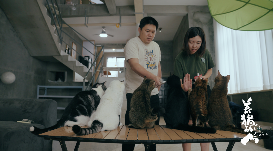 以猫己鉴人 养猫日常观察 相处之道感悟