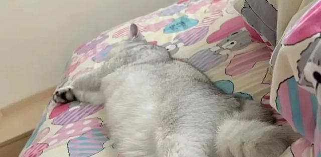 以猫己 猫咪高冷行为 人际关系边界感启示