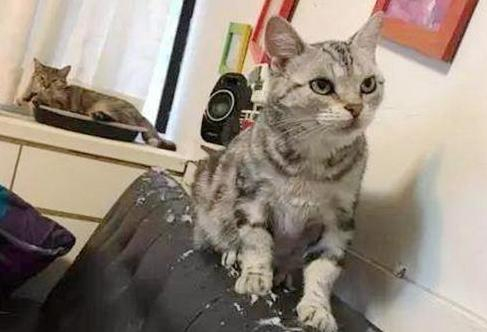 以猫己 猫咪拆家 相处技巧沟通方式