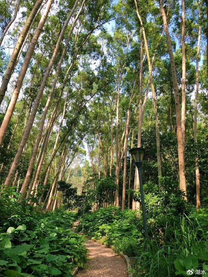 蝶源 林荫道 徒步 拍照