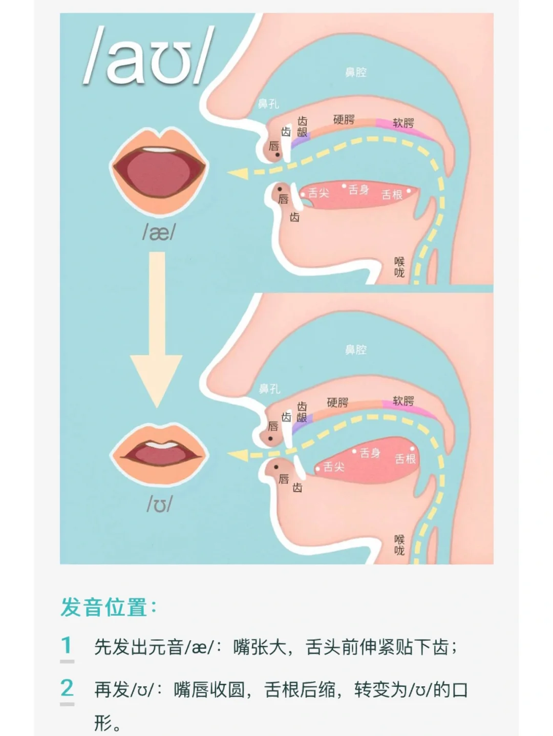 金晨动画学音标 口型舌位动画演示 跟读练习