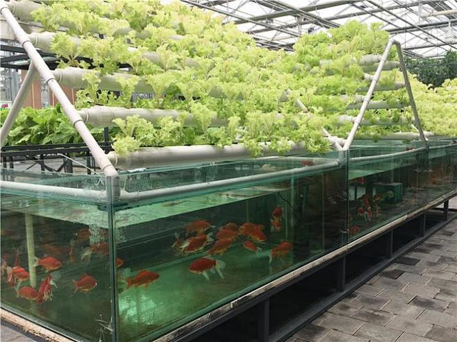 水族馆农场(Aqua Farm)鱼菜共生鱼池与蔬菜种植槽搭配特写