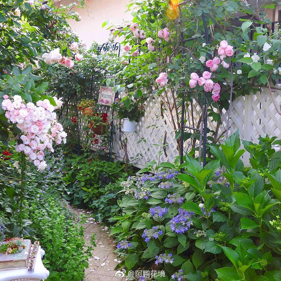花园小院植物搭配绣球月季矾根实景图