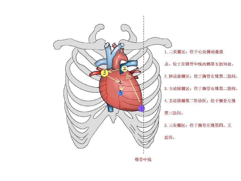听诊教学 心脏五个听诊区位置图解 二尖瓣主动脉瓣听诊区