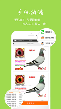 中信网app赛鸽直播平台-中国信鸽信息网 公棚赛归巢直播画面