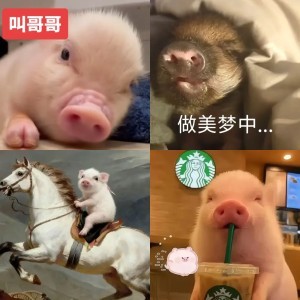 治愈猪猪暖心日常合集 粉嫩小猪陪伴低落瞬间