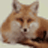 XML FoxXML�༭��