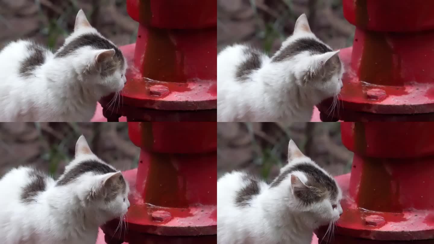 迷你小猫城市生存 小奶猫喝水吃东西的角落配图