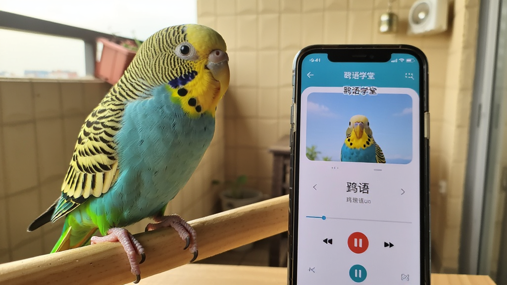 一只色彩鲜艳的虎皮鹦鹉站在木质支架上,面前放置着一部智能手机,手机屏幕显示鹦语学堂APP的播放界面,背景是温馨的室内阳台环境,柔和自然光,画面布局左侧为鹦鹉右侧为手机,风格写实摄影,细节清晰可见羽毛纹理与屏幕文字,画质高清,干净无多余元素
