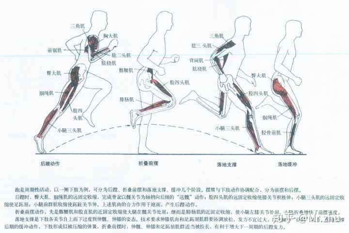 阳光跑正确跑步姿势动作分解配图