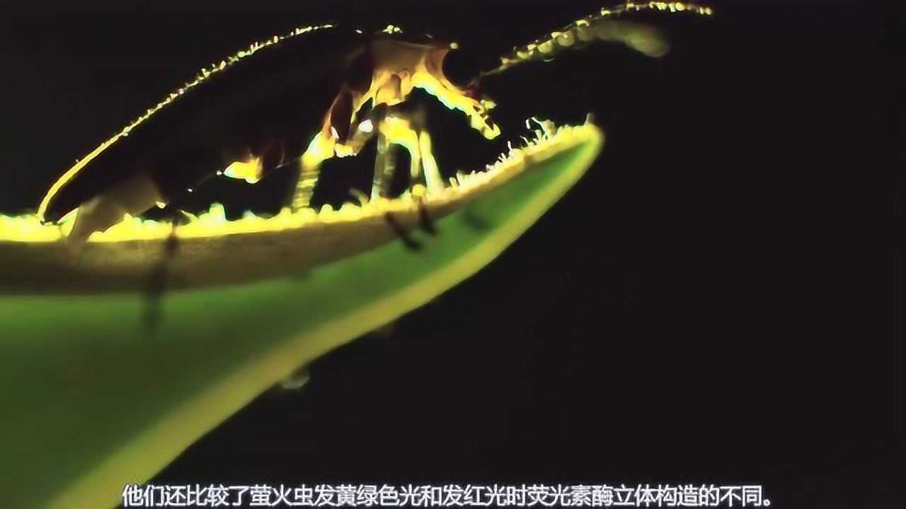 萤火虫戒指夜光材料蓄光原理 暗处发光特写图