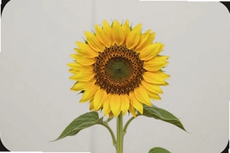 ���տ�Զ�̿����ֻ������ذ�װ���°�