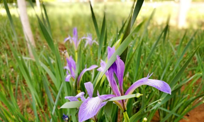 马兰花开盆栽养护技巧 马兰花种植方法图解