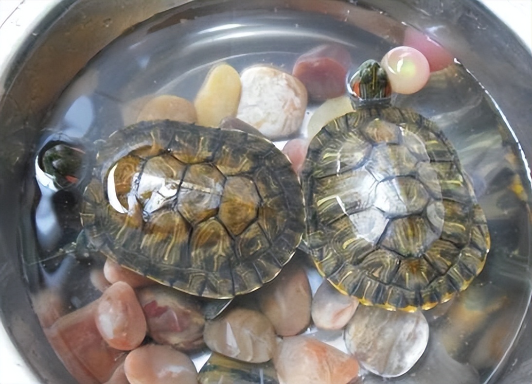 乌龟邦新手饲养入门选龟养水喂食过冬全流程图解