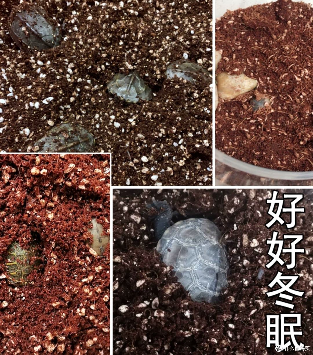 乌龟邦乌龟冬眠加温过冬操作步骤图解