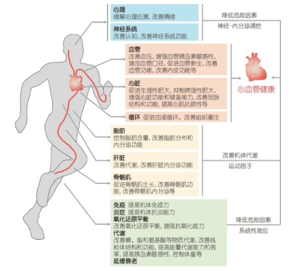 心安康 中老年人适度运动护心血管配图